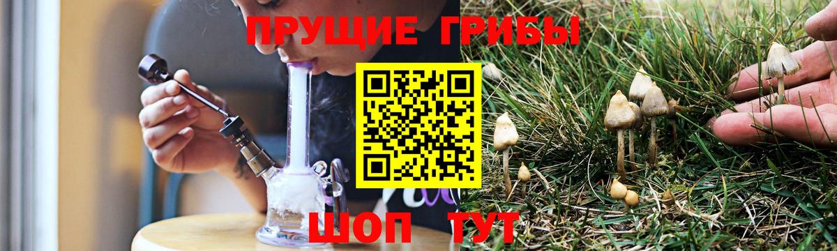 Псилоцибиновые грибы Psilocybe Санкт-Петербург